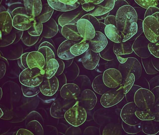 Miljø og bærekraft Miljø og bærekraft